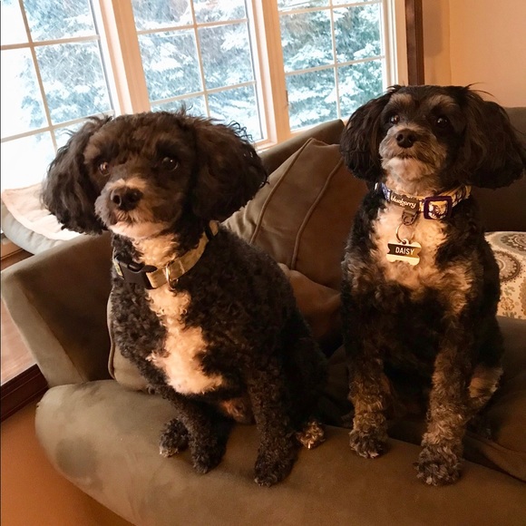 Meet your Posher, Diana - Picture 3 of 4